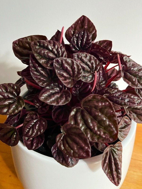 Producto - Peperomia Caperata Red