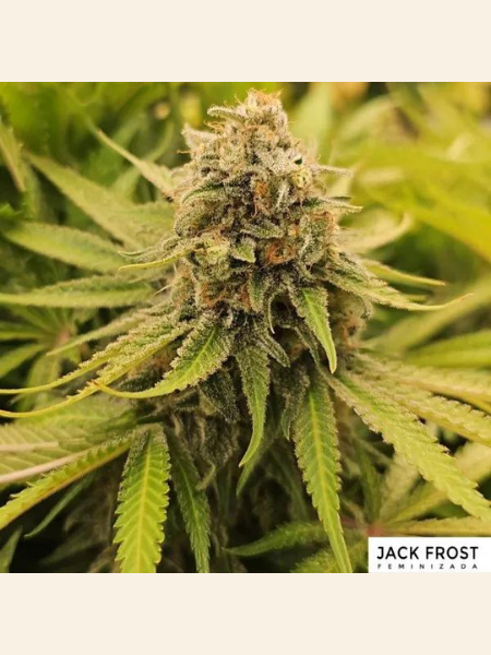 Producto - Jack Frost x3 - ADN Seeds