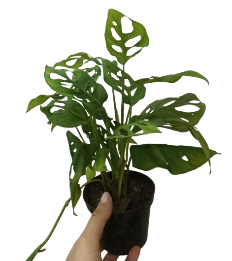 Producto - Monstera Adansonii (Peruviano)