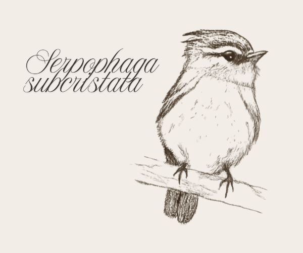 Producto - Ilustración Serpophaga subcristata