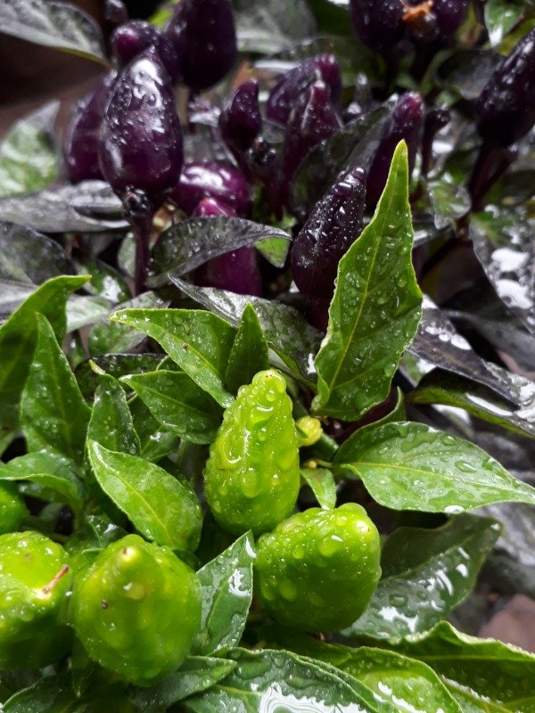 Producto - Ají Picante - 1
