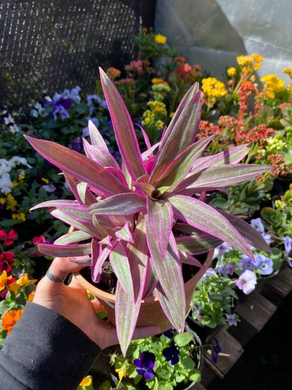 Producto - Tradescantia Spathacea en maceta n15