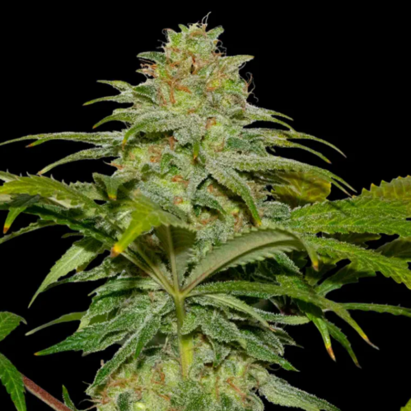 Producto - SECRETFILE PAPAYA X FPO (TROPICAL)