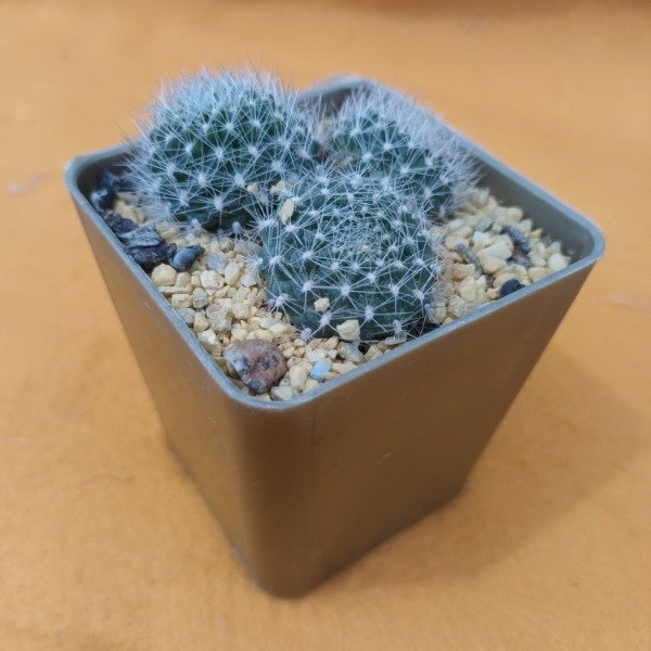 Miniatura de producto - 6