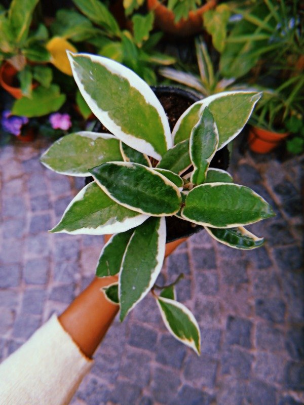 Producto - NACAR BLANCO