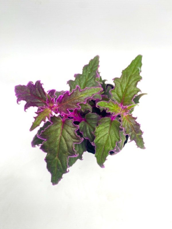 Producto - Gynura en maceta N12