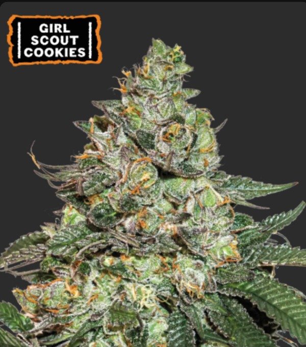 Producto - GIRL SCOUT COOKIES AUTOFLORECIENTE