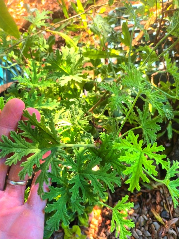 Producto - Citronella