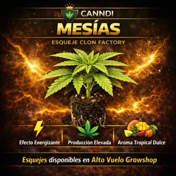 Producto - Esqueje Canndi - Mesias