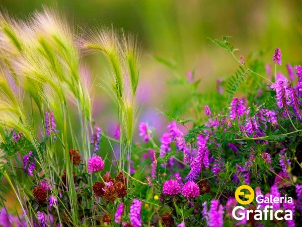 Producto - Flores FS 45