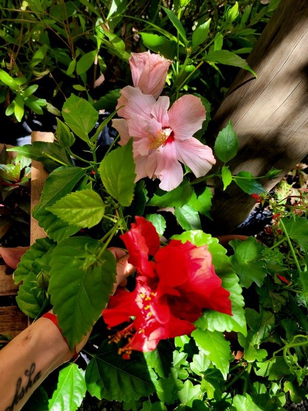 Producto - Rosa China o Hibisco