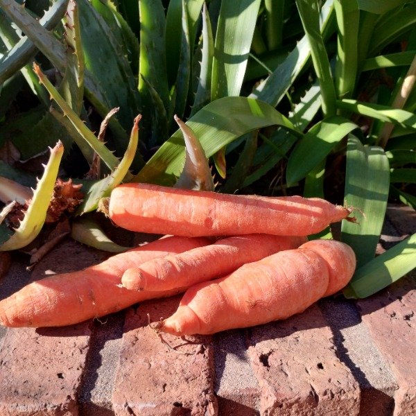 Producto - Zanahoria agroecológica