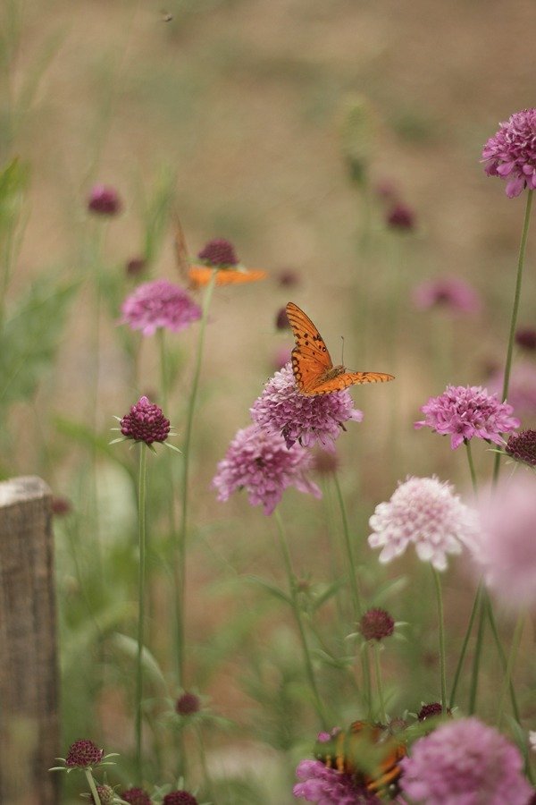 Producto - Scabiosa atropurpurea "Pincushion"