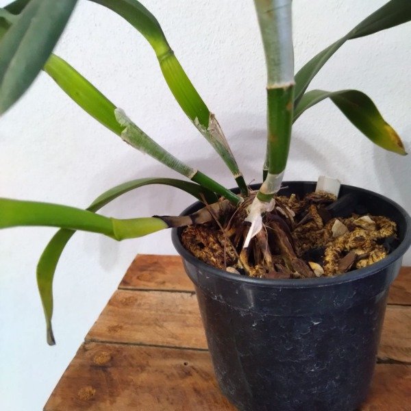 Producto - Laelia Tenebrosa - 2