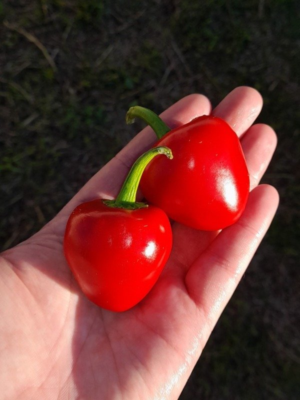 Producto - 15 Semillas de Ají Tondo Calabrese - 0