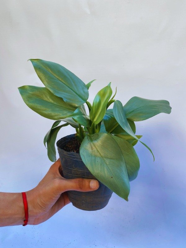 Producto - Philodendron plateado en maceta N12
