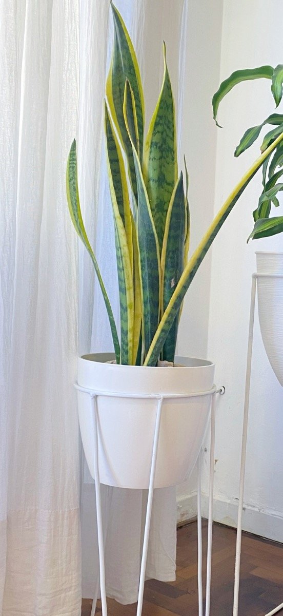 Producto - SANSEVIERIA