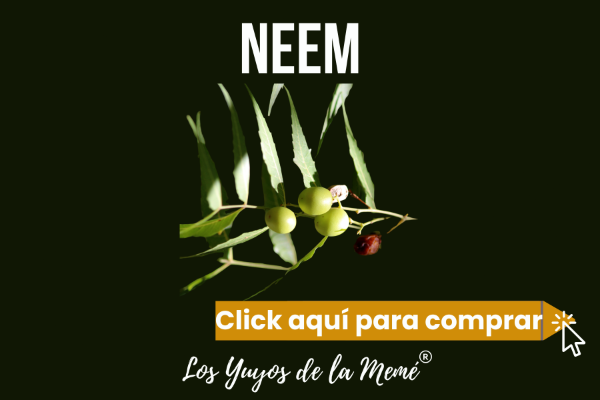 Producto - Hojas de Neem (azadiratcha indica) en: microdosis gotitas, cápsulas, doy packs