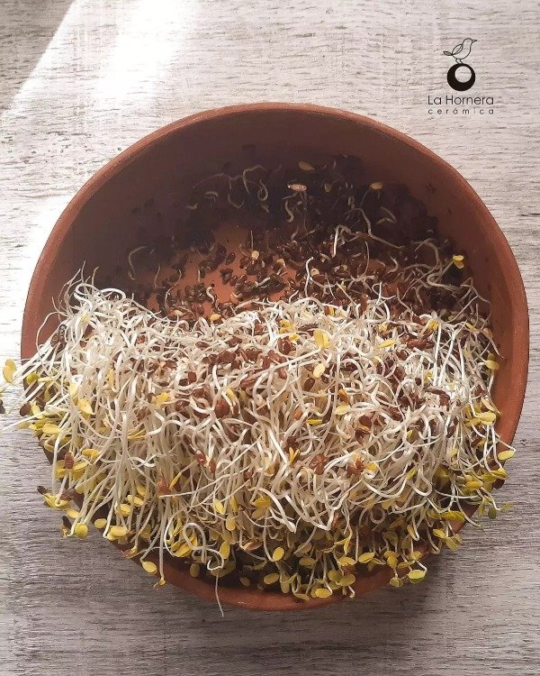 Producto - Germinador grande de Brotes, Semillas, microgreens de Cerámica POR ENCARGO - 7