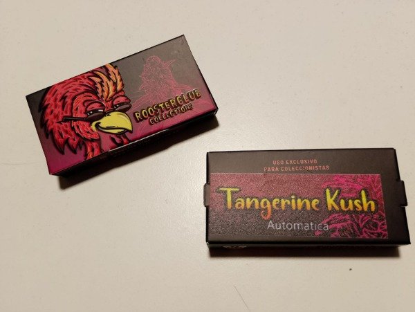 Producto - SEMILLAS AUTOMÁTICAS "TANGERINE KUSH" x3 - ROOSTER CLUB