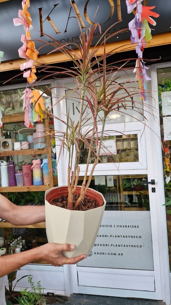 Producto - Marginata Tricolor  Ramificada E3