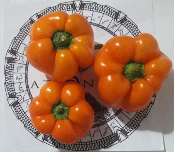 Miniatura de producto - 0