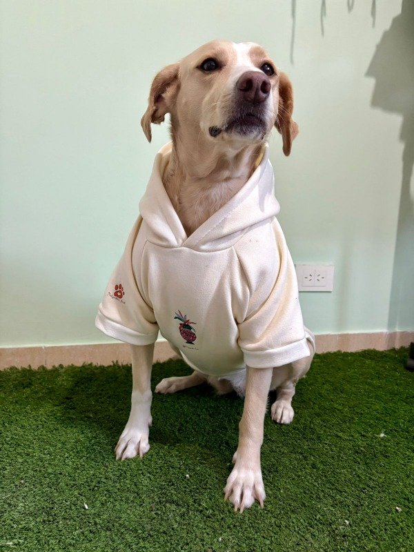 Producto - Buzos Energía para Perros Grandes