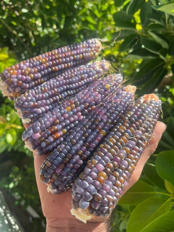Producto - SEMILLAS DE MAIZ VIOLETA CRISTAL