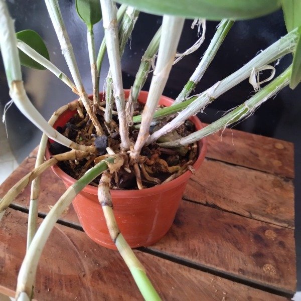 Producto - Cattleya Loddigesii - 2