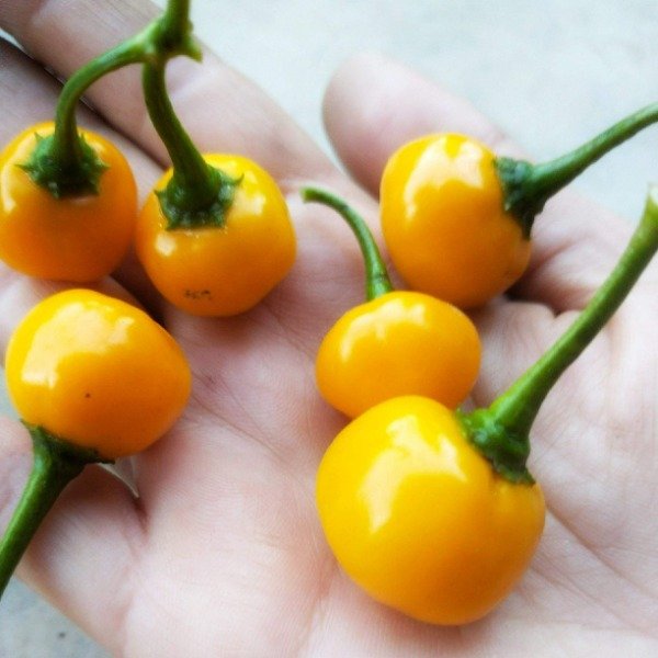 Producto - Ají Cereza amarilla
