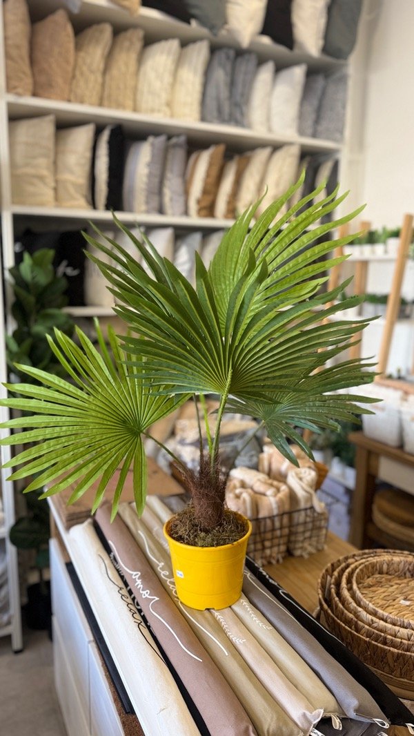 Producto - Palmera Enana