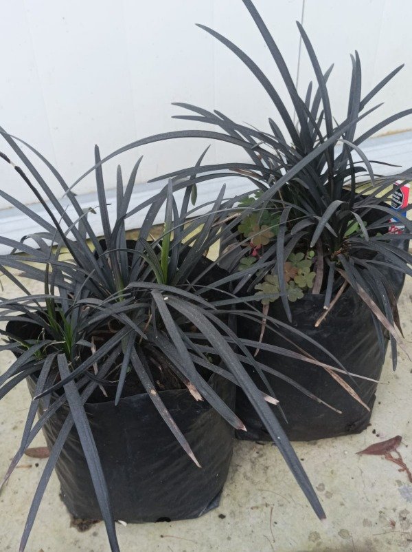 Producto - Ophiopogon japonicus Nigra - 1