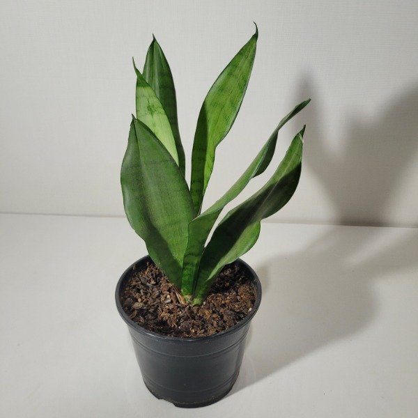 Producto - Sansevieria moonshine