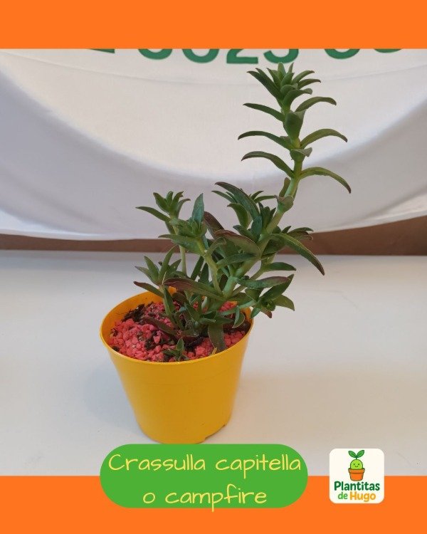 Producto - Crassula capitella ó Crassula campfire