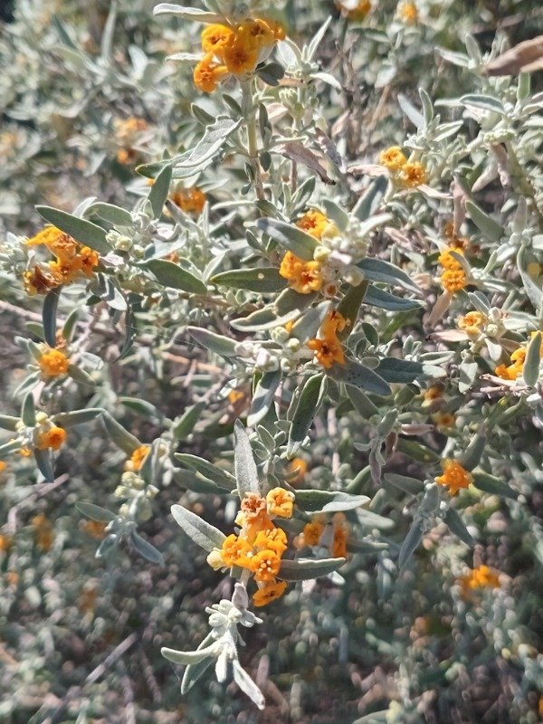 Producto - BUDDLEJA MENDOZENSIS