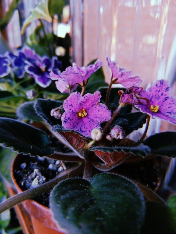 Producto - VIOLETA AFRICANA