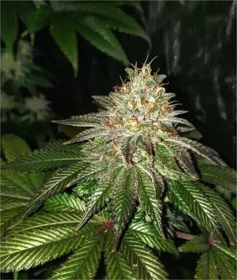 Producto - Gorilla Cookies Foto x4
