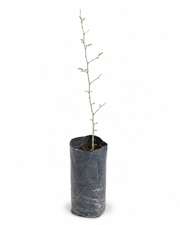 Producto - Lagaña de Perro - Envase Forestal 3L - Línea Nativas Regenerativas