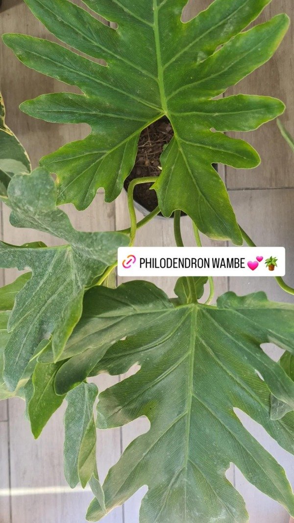 Producto - Wambe philodendron