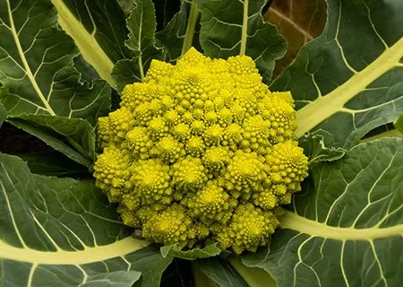 Producto - Semillas Agroecologicas de Brocoli romanesco