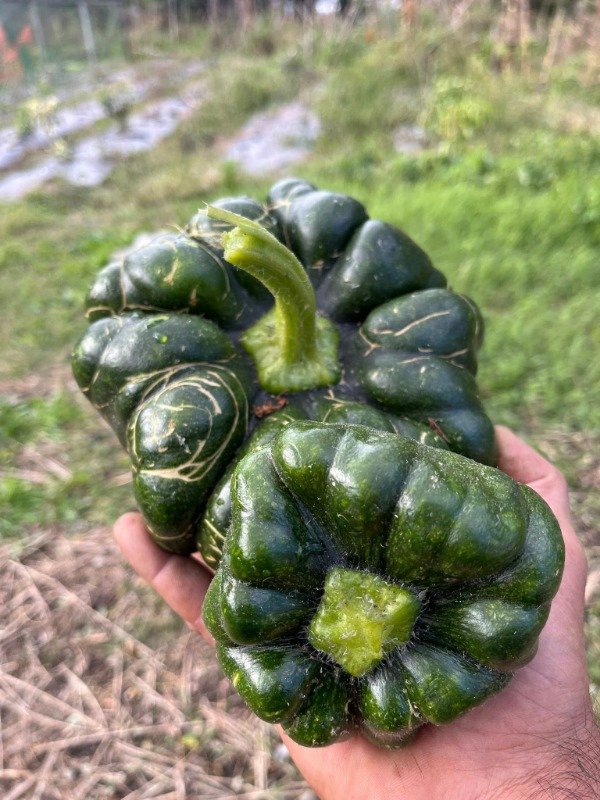 Producto - 50 SEMILLAS DE ZUCCHINI CHINO YUXI JIANG BING GUA CALABAZA RESISTENTE AL CALOR