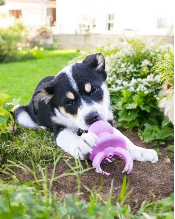 Producto - Juguete para Perro Rellenable. Kong Binkie (Mediano)