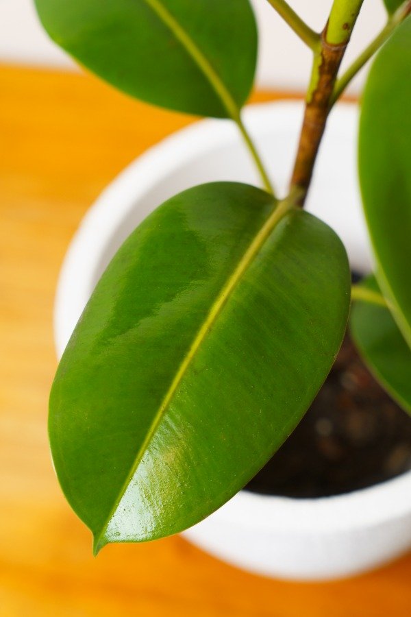 Producto - Gomero Verde