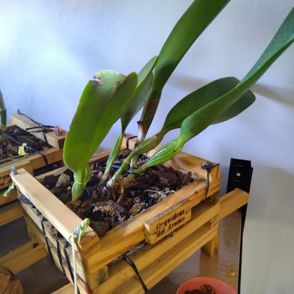 Producto - Cattleya sin ID - 4