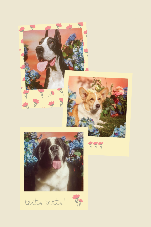 Producto - pack 14 polaroids [florcitas]