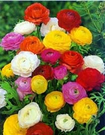 Producto - Marimonias