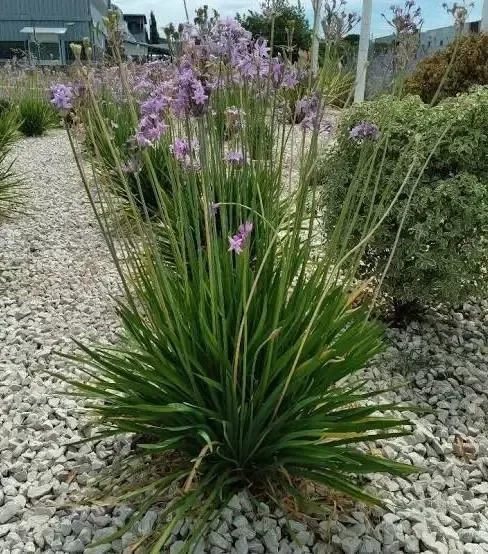 Producto - Tubalgias