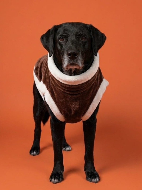Producto - Chaleco COQUITO - Perritos