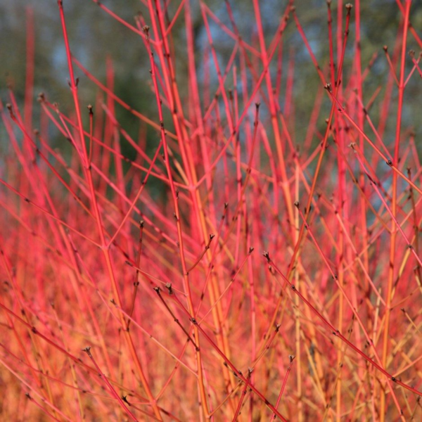 Producto - Cornus rojo - Cornus sanguinea