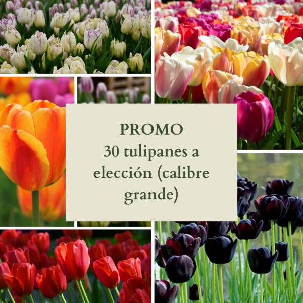 Producto - PROMO 30 bulbos de Tulipán colores a elección (calibre grande)